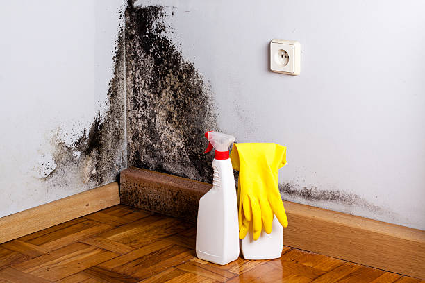 Kiln, MS Mold Removal Company